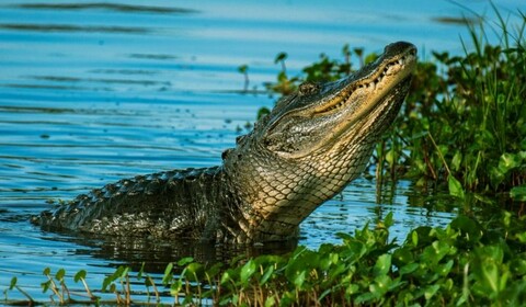 Everglades.