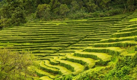 água Retorta.  Gorreana Tea Factory, Miradouro Do Véu Da Noiva, Miradouro Da Ponta Do Sossego, Parque Natural Da Ribeira Dos Caldeirões, Miradouro De Santa Iria.