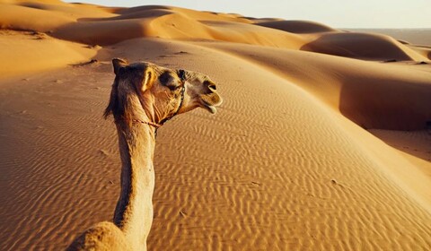 Nizwa.  Wahiba Sands, Jibreen Castle, Al Manzifat.