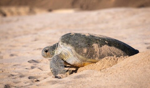 Muscat.  Wahiba Sands, Wadi Bani Khalid, Ras Al Jinz Turtle Reserve محمية راس الجنز.