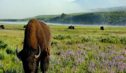 West Yellowstone, Montana.