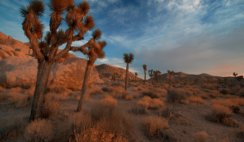 Joshua Tree National Park.