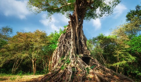 Phnom Penh/Kampong Thom/Siem Reap (B, L, D)