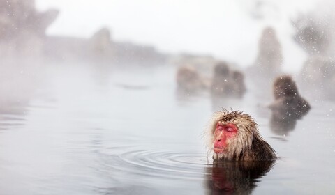 Shibu Onsen (Jigokudani, Snow Monkeys Park)