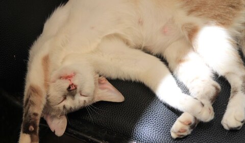 ART ISLAMIQUE ET ANDALOU