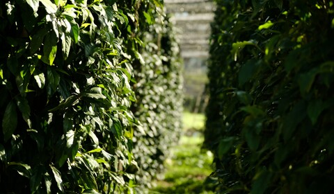 Phnom Penh - Kampot en train