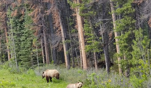 Whistler - 108 Mile Ranch Ou Kamloops (299 Km 4h30)