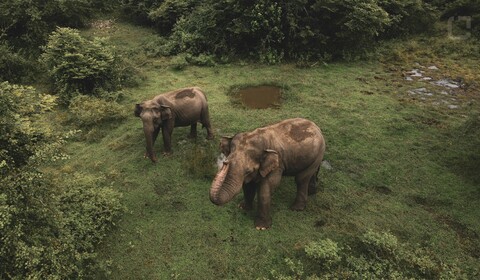 Mondulkiri - Journée découverte à l'Elephant Valley Project