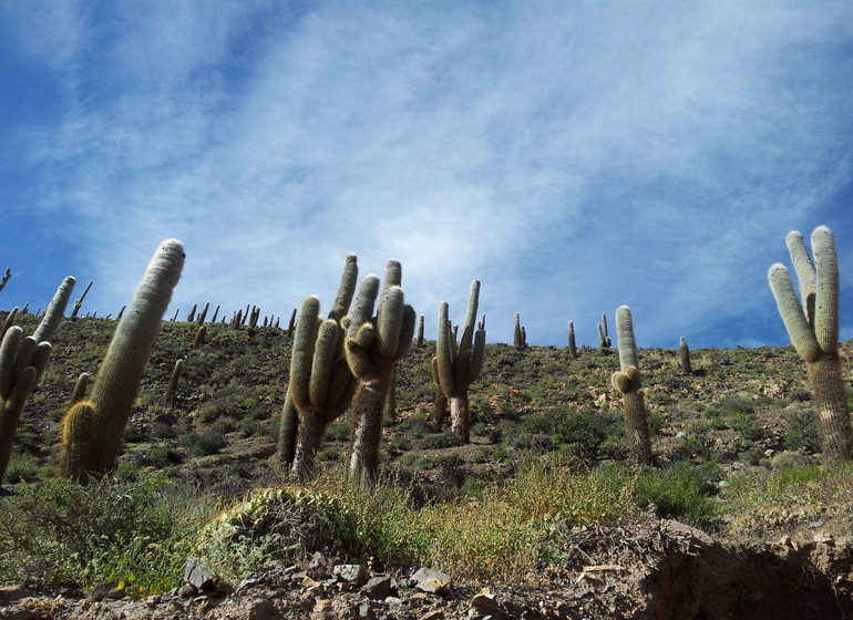 Argentine Voyage Nord-Ouest cactus