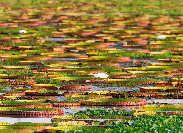 Brésil Voyage Pantanal Waterlilies