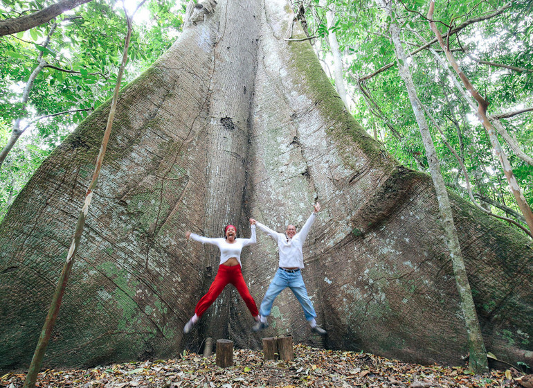 Brésil Voyage Amazon Dream arbre géant