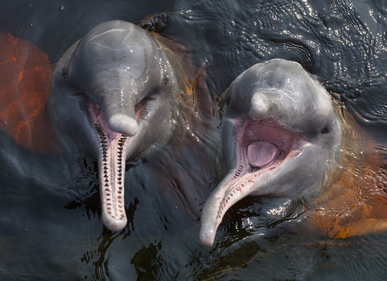 Brésil Voyage Anavilhanas Lodge dauphins d'eau douce