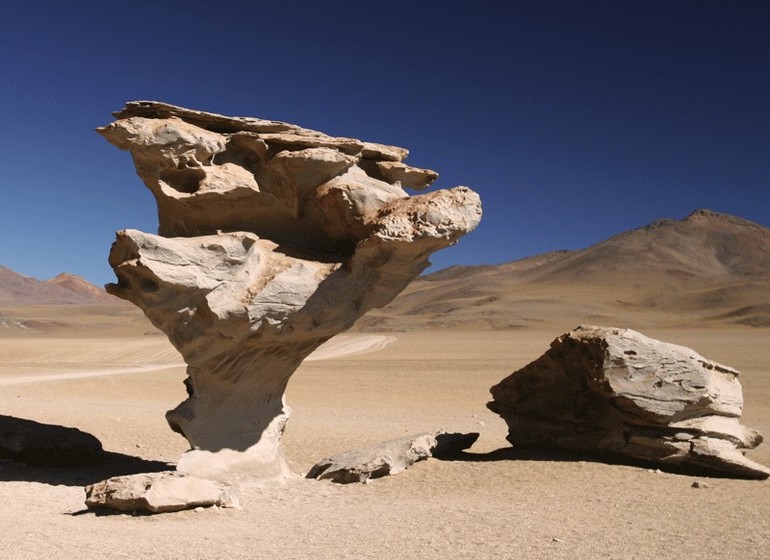 Bolivie Voyage arbre pétrifié