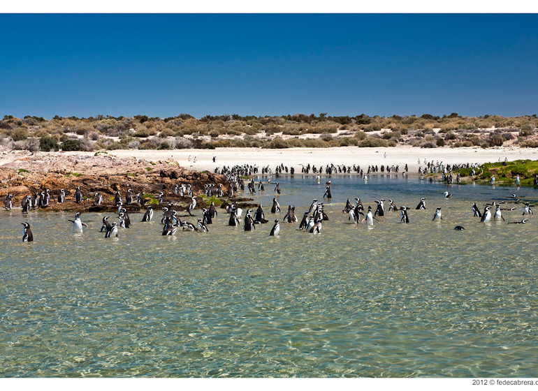 argentine Voyage Bahia Bustamante colonie de manchots