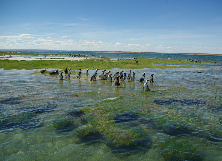 argentine Voyage Bahia Bustamante pingouins