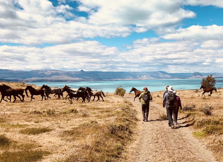 Argentine Voyage Patagonie Estancia La Maipú cheveaux