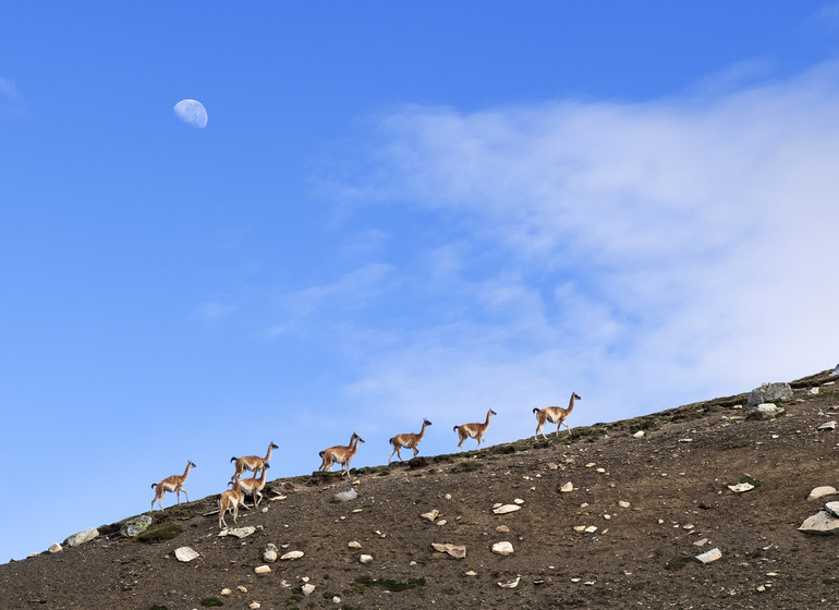 Argentine Voyage Patagonie Estancia La Maipú faune