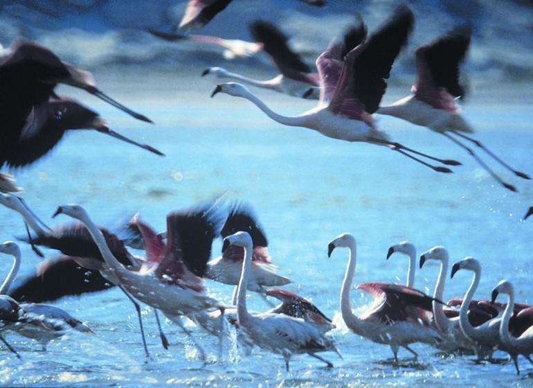 Pérou Voyage Côte Pacifique Ballestas flamants roses