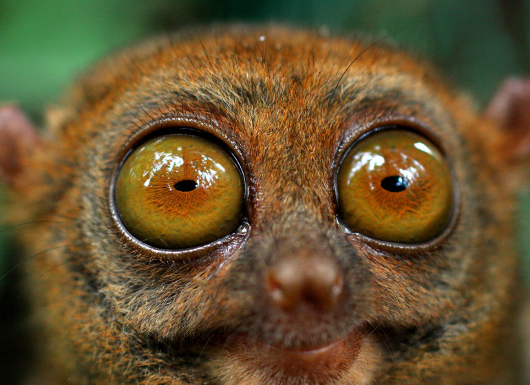 Voyage Asie Philippines tarsier Bohol