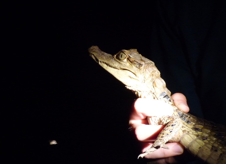 Pérou Voyage Amazonie Nord du Pérou faune