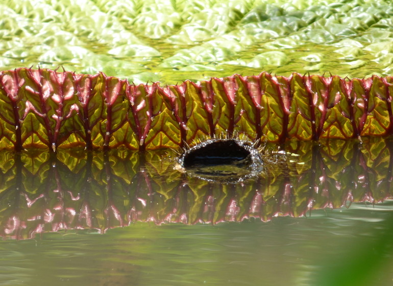 Pérou Voyage Amazonie Nord du Pérou flore