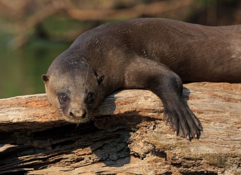 Brésil Voyage Cristalino Lodge loutre géant