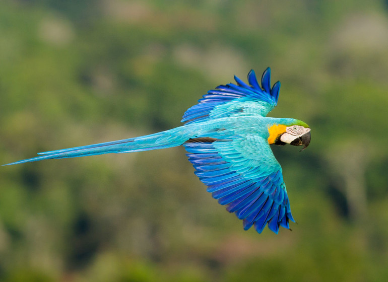 Brésil Voyage Amazonie ara bleu en vol