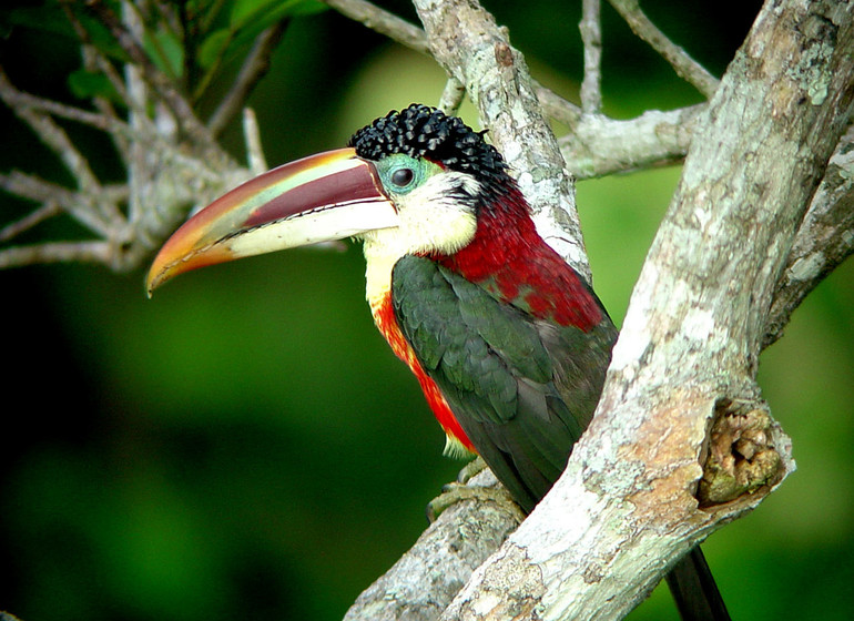 Brésil Voyage Cristalino Lodge toucan