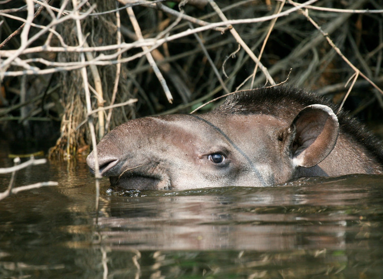 Brésil Voyage Cristalino Lodge tapir dans l'eau
