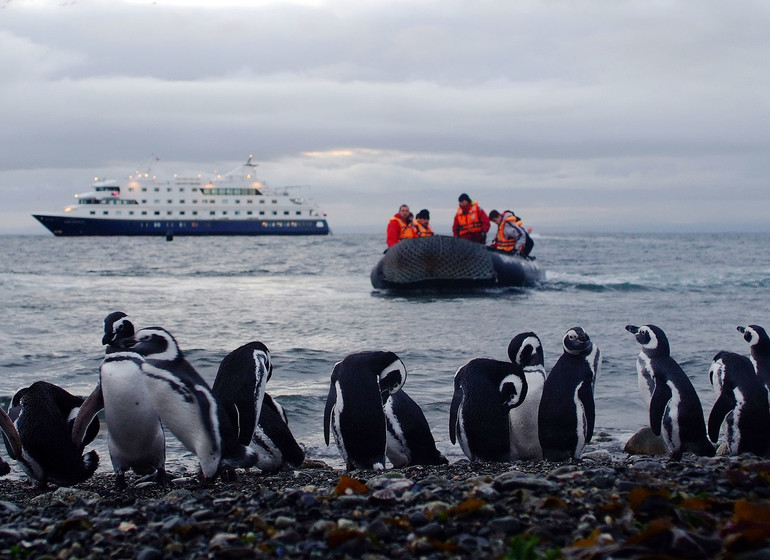 Chili Patagonie Voyage Croisière Isla Magdalena