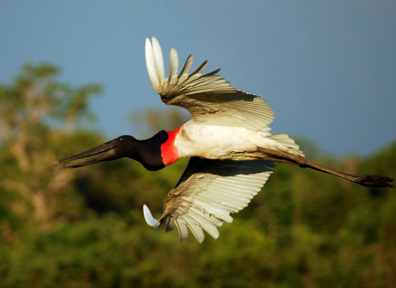 Brésil Voyage Pantanal Barranco Alto marabu en vol