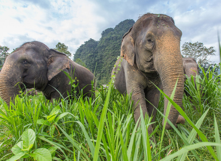 La Thaïlande, entre jungles et plages paradisiaques