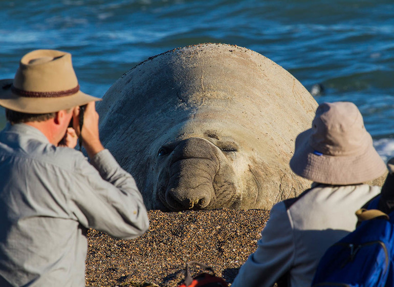 Argentine Voyage Valdès Rincon Chico éléphant de mer