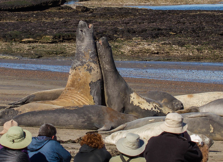 Argentine Voyage Valdès Rincon Chico éléphant de mer de près