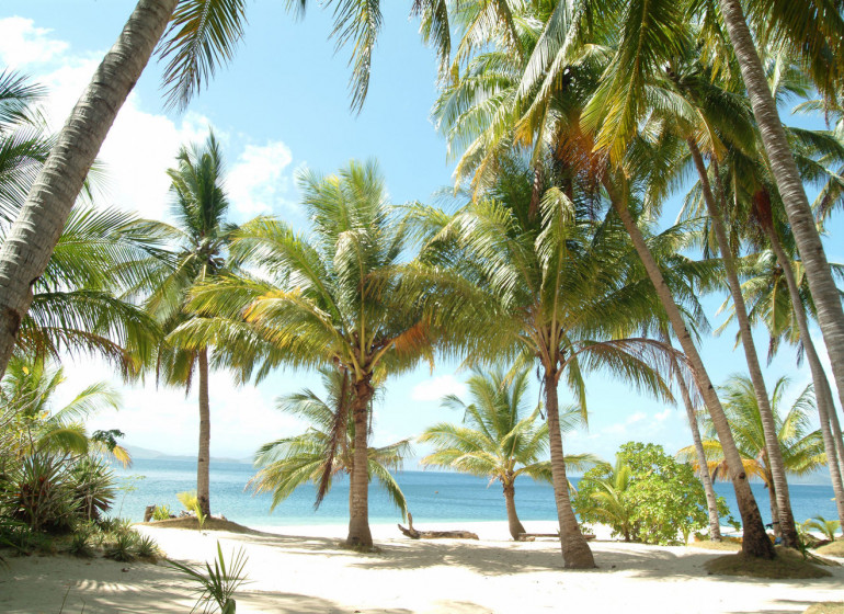 Philippines Asie Flower Island Tay Tay Palawan