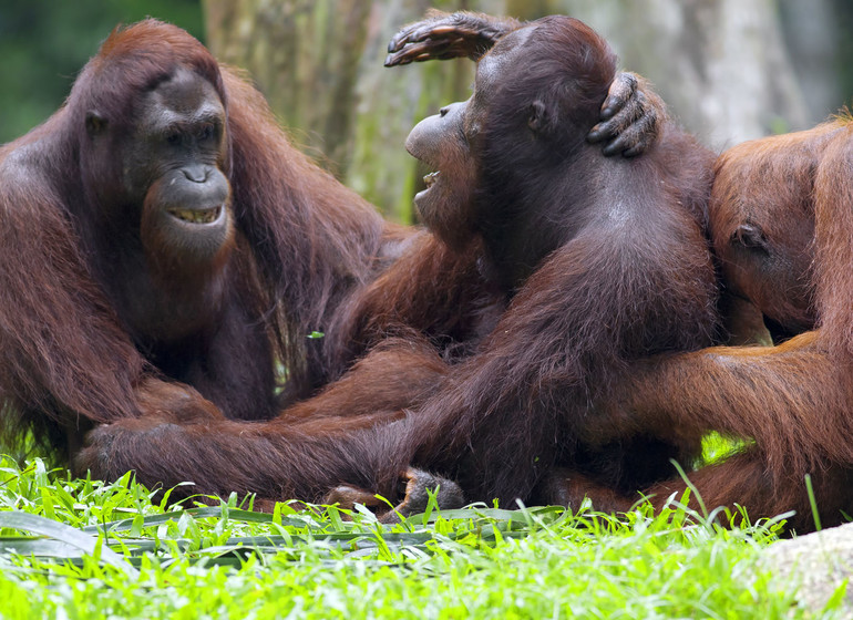 Découverte de Sumatra