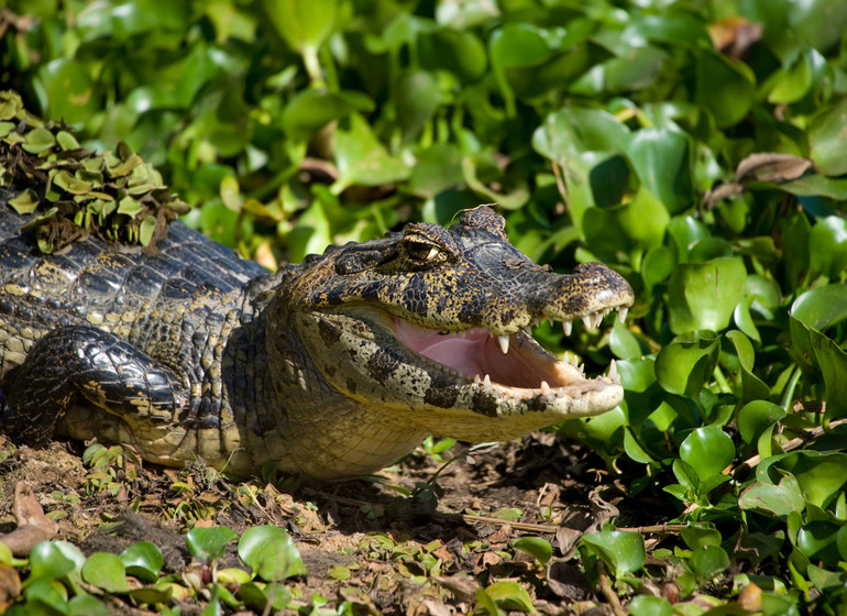 Brésil Voyage Pantanal Cayman