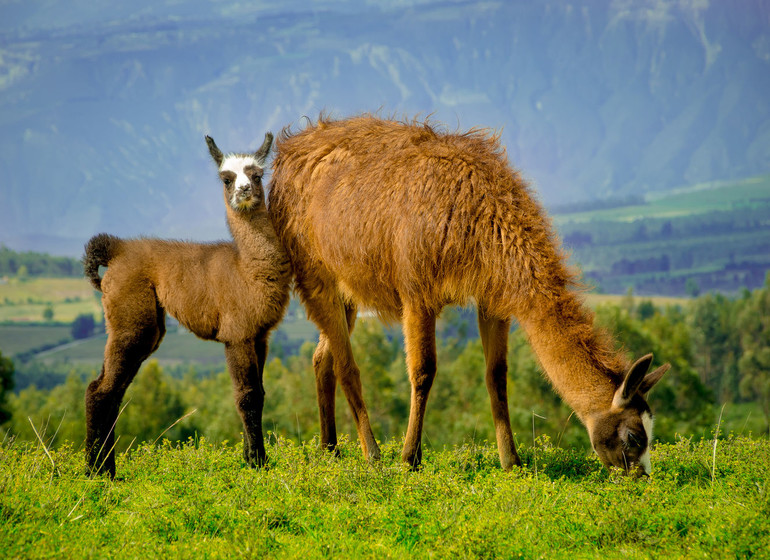 Chili Voyage Guanaco