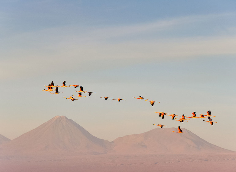 Chili Voyage Atacama flamants roses volant devant volcans