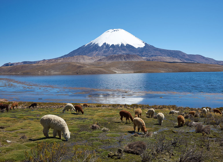 Chili Voyage Parinacota avec faune