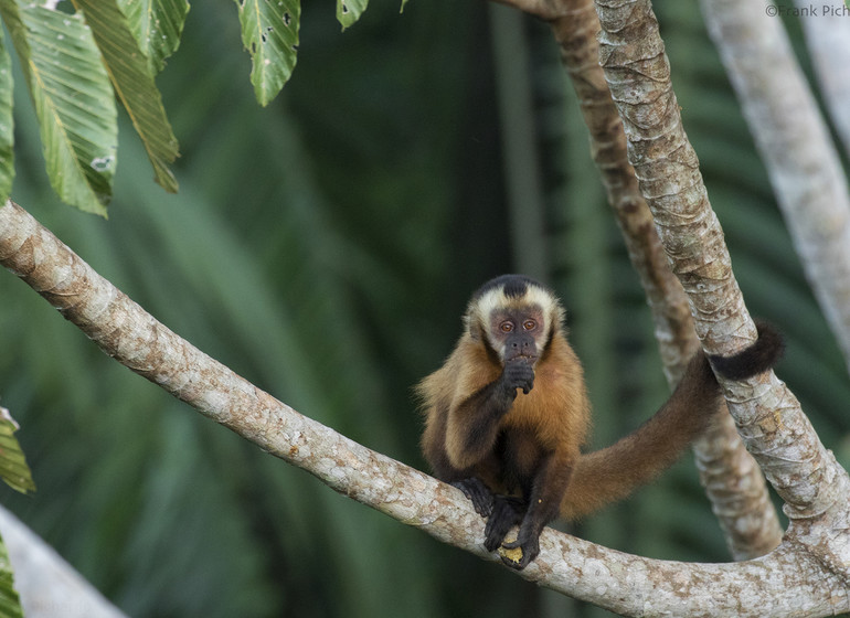 Tambopata Research Center