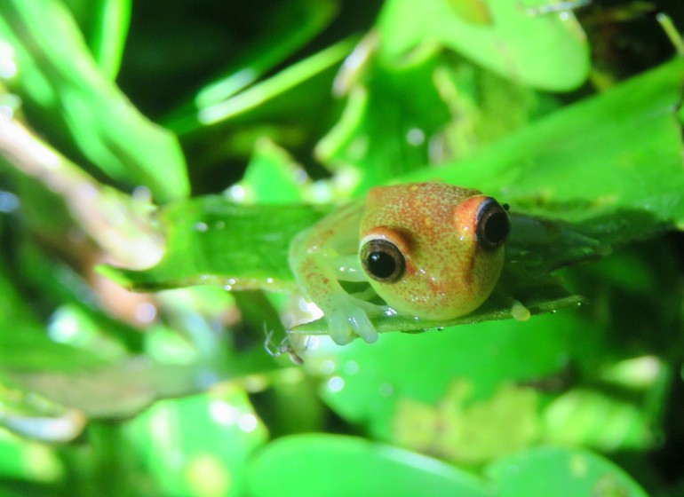 Pérou Voyage Amazonie Nord Heliconia River Lodge frog