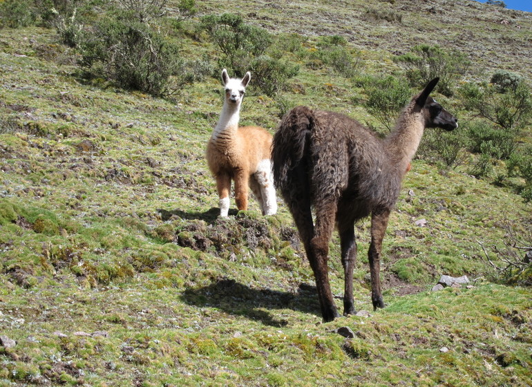 Lares Trek