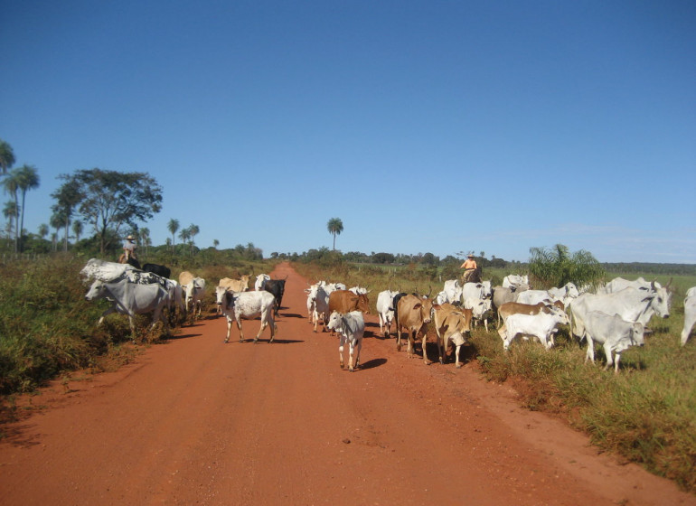 Brésil Voyage Pantanal bétail