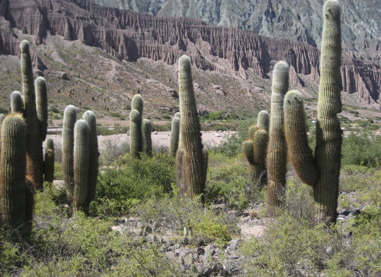 Argentine Voyage Nord-Ouest cactus géants