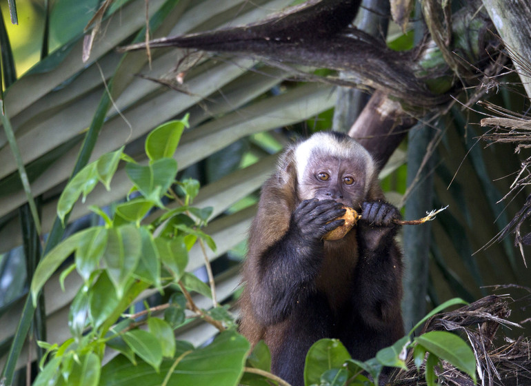 Refugio Amazonas Lodge