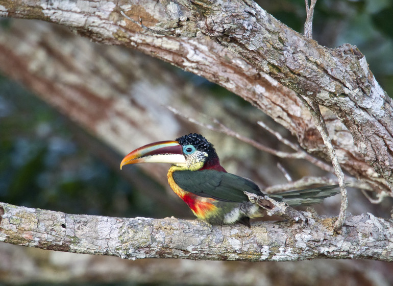 Refugio Amazonas Lodge