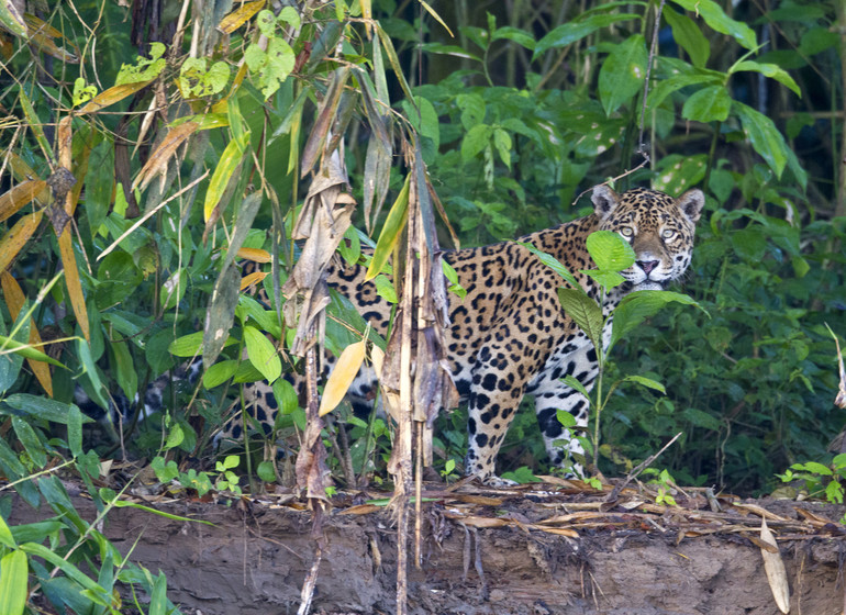 Tambopata Research Center