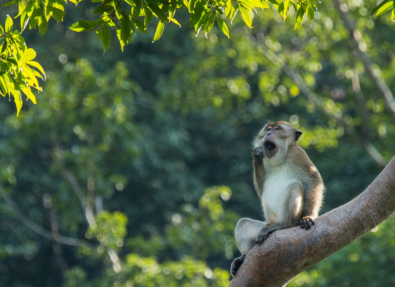 La Thaïlande, entre jungles et plages paradisiaques