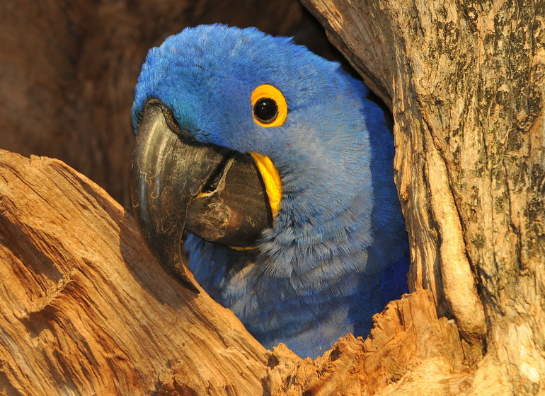 Brésil Voyage Pantanal Barranco Alto Ara bleu